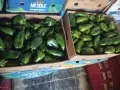 Продавам зелена капия на едро, снимка 3