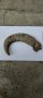Много стар биволски рог, снимка 1 - Други животни - 33933090