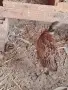 Продавам колхидски фазани , снимка 3