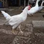 Петли и Кокошки, снимка 2