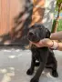 Продавам кученца Кане Корсо, снимка 5