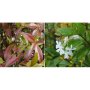 Trachelospernum jasminoides(Жасмин), снимка 1 - Градински цветя и растения - 42549474
