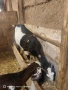 Продавам 2 кози, снимка 4
