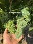 Грозде Мускат и Совиньон от производител, снимка 3