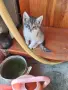 Подарявам малки котета на два месеца. Перник кв Тева., снимка 4