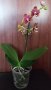 Орхидея фаленопсис Bambula, снимка 2