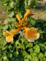 Семена на  градинско увивно растение Жълта Текома
