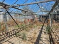 Продава се стъклена оранжерия, снимка 10