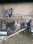 Продавам разплодни яйца от сребърен виандот стандарт , снимка 2