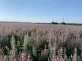 Продавам етерични масла на едрро, снимка 3