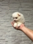 Померан мини , снимка 2