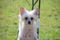 Китайско качулато куче - FCI родословие, снимка 5