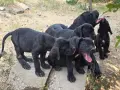  КЧЕТА КАНЕ КОРСО, снимка 1