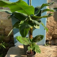 Банан ядлив джудже, Musa acuminata 'Dwarf Cavendish', растения, снимка 7 - Стайни растения - 29764848