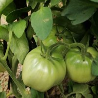 Предлагам разсад стари български сортове домати, снимка 8 - Сортови семена и луковици - 24154757