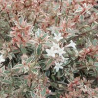 Абелия/ Abelia x grandiflora 'Confetti', снимка 4 - Разсади - 37551962