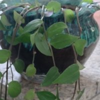 Красиво пълзящо стайно растение- Традесканция, снимка 3 - Стайни растения - 42036132