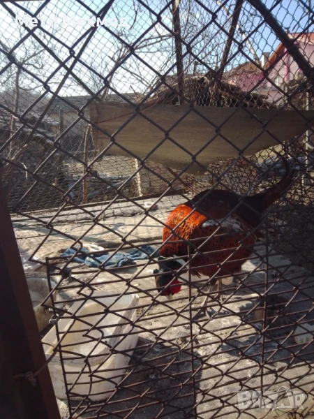 фазан мъжки, снимка 1