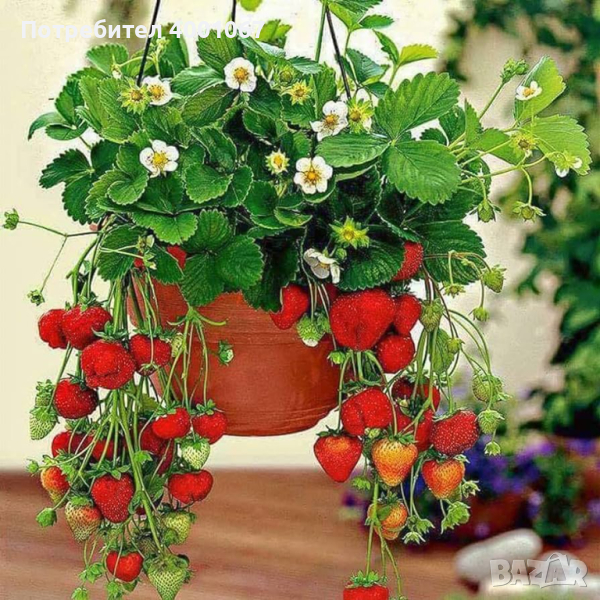 висящи ягодови разсади (растения) , за саксия, снимка 1