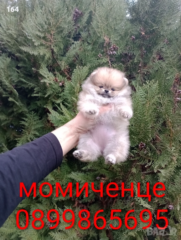 Померани. Момиченца. Реални снимки от 07.12.2025 г., снимка 1