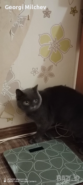 Британска котка, снимка 1