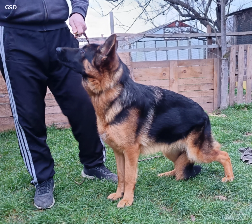 немска овчарка, снимка 1