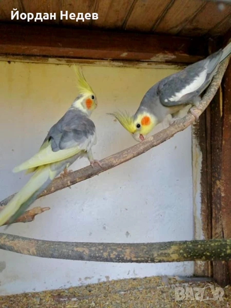 Папагали Корела - млади , снимка 1