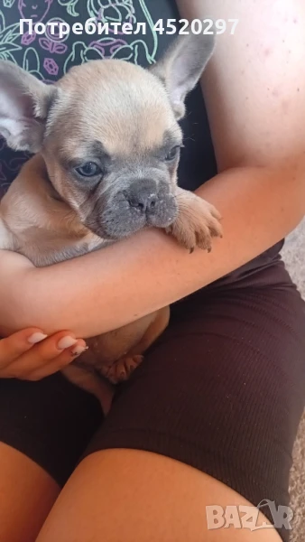 френски булдог -1момче, снимка 1