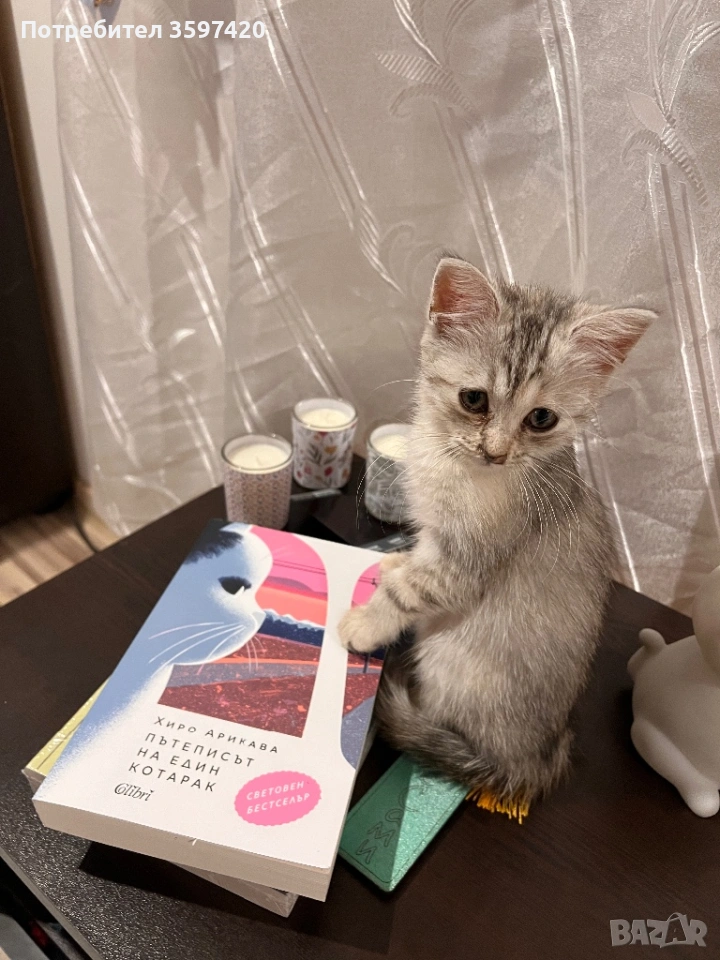 Женско персийско котенце , снимка 1