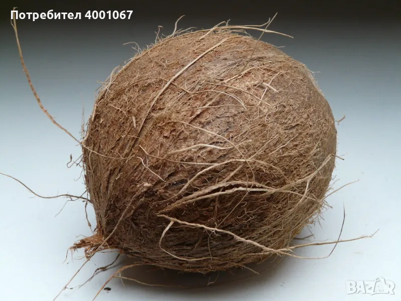 Кокосов орех, снимка 1