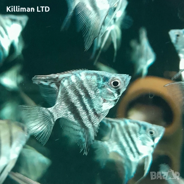 Скаларии Пиной , снимка 1