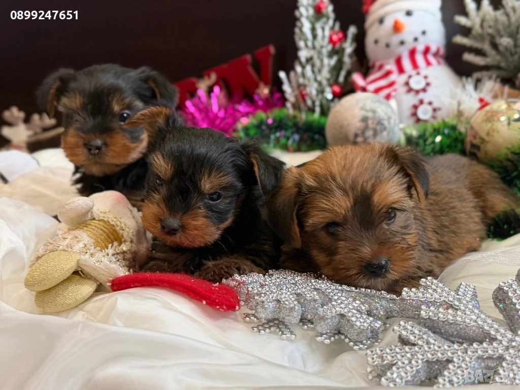 Мини йоркширски териер , снимка 1