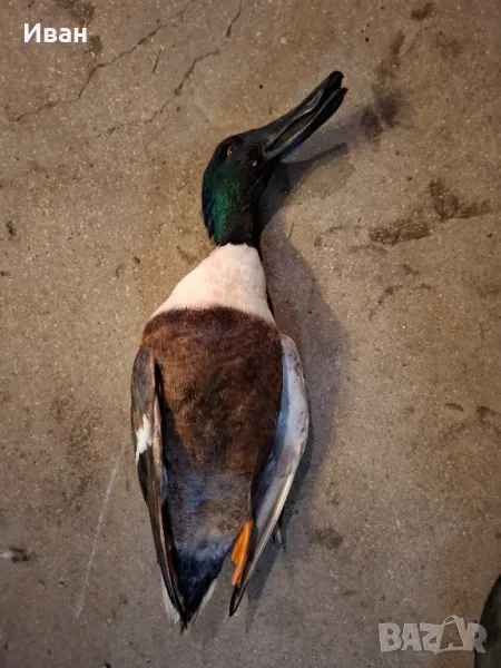 Птици за препариране , снимка 1