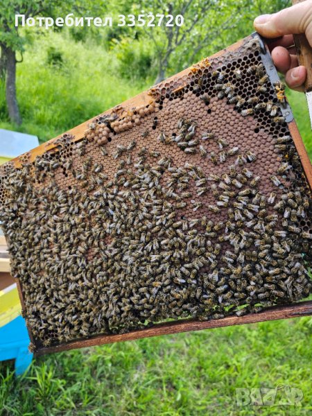 Пчелни отводки система Дадан Блат за 2024г, снимка 1