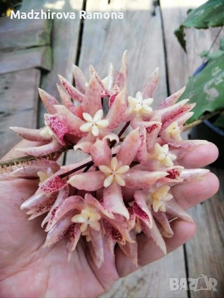 Hoya undulata , снимка 1