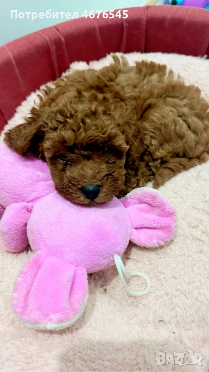 Мъжки пудел, снимка 1