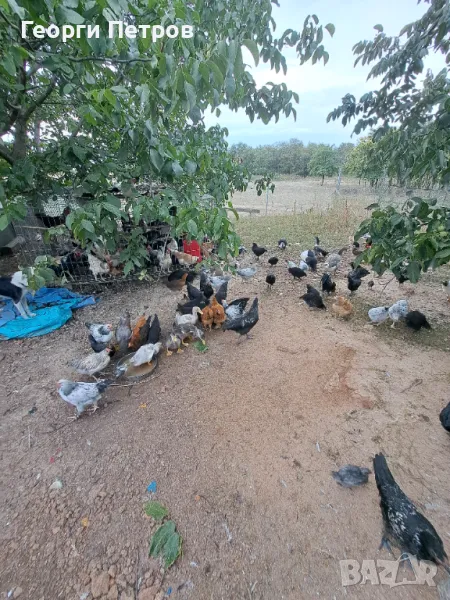 Кокошки, петли, гъски патици, снимка 1