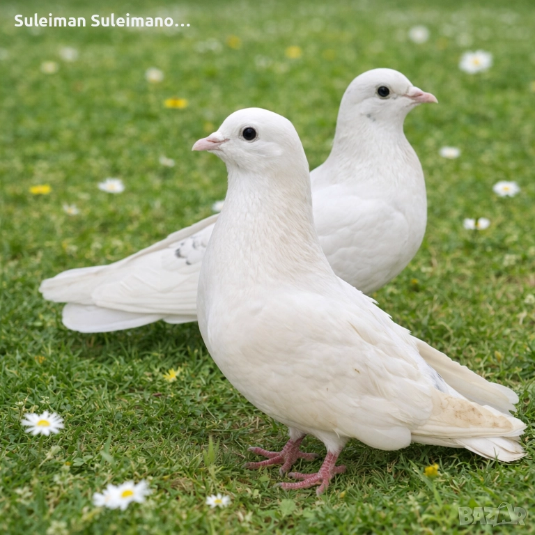 Свободни бемки , снимка 1