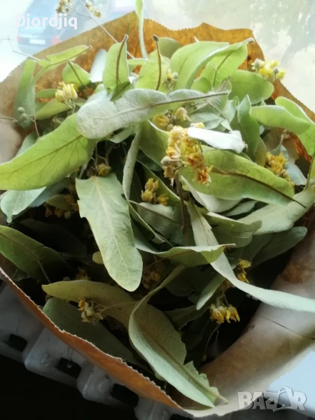 Сушен липов цвят, снимка 1