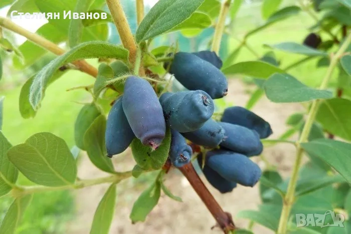 Камчатска боровинка, камчатска лоницера (Lonicera caerulea var. kamtschatica), снимка 1