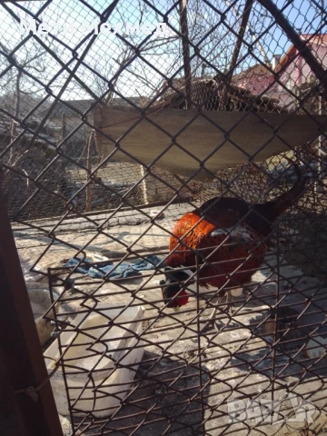 фазан мъжки