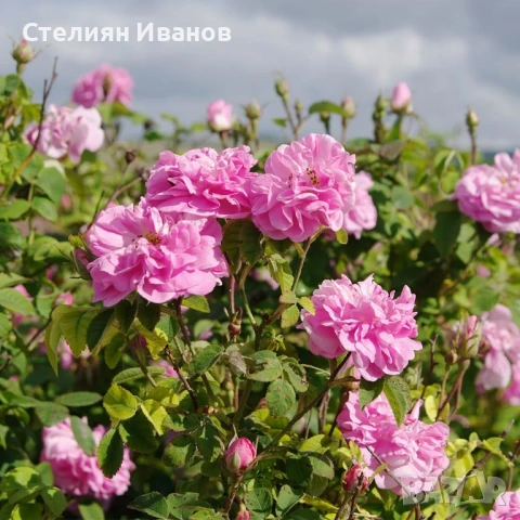 Маслодайна роза, казанлъшка роза, дамаскова роза, роза дамасцена (Rosa × damascena)