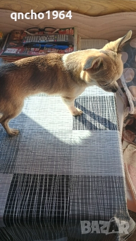 чихуахуа , снимка 2 - Чихуахуа - 52663276