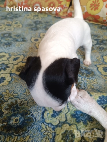 Джак Ръсел териер , снимка 2 - Джак ръсел териер - 51472009