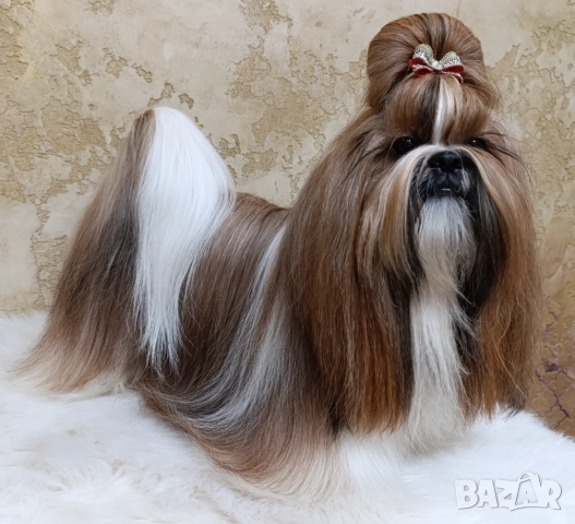 Кученца Ши Тцу /SHIH TZU FCI pedigree , снимка 3 - Ши Тцу - 52464119