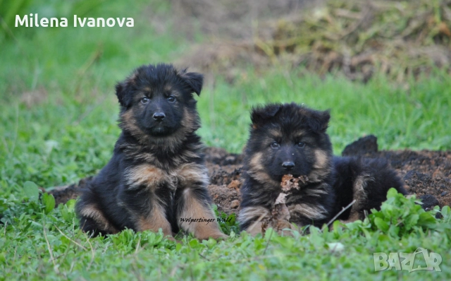 Мъжки немски овчарки с ДЪЛЪГ косъм , снимка 2 - Немска овчарка - 52510345