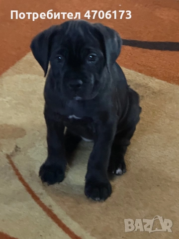 Кане Корсо / Cane Corso, снимка 11 - Кане корсо - 53065228