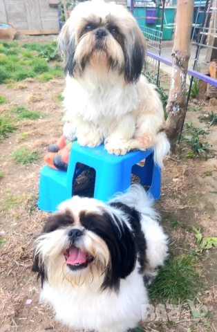 малки бебета Ши тцу , снимка 7 - Ши Тцу - 52835451