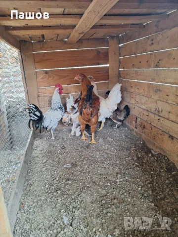 Продавам петли , снимка 2 - Кокошки и пуйки - 47821895