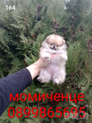 Померани. Реални снимки от 07.12.2025 г.